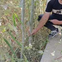 فروش نهال های سپیدار کبود دسته بیلی ارتفاع دار