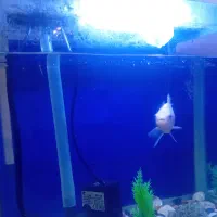 ماهی کوی  بسیار زیبا