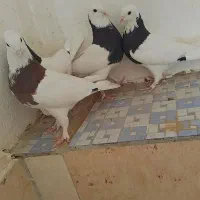 طوقی و دم سفید|پرنده|بیرجند, |دیوار