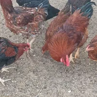 خروس رسمی|حیوانات مزرعه|قم, آزادگان|دیوار