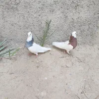 کبوتر طوقی|پرنده|بندر کنگان, |دیوار