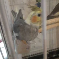 اولین حراج .حراج  .عروس هلندی .معاوضه هم دارم