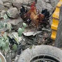 ۳عدد نیمچه خروس گلین سالم‌‌ وسرحال|حیوانات مزرعه|اردبیل, |دیوار