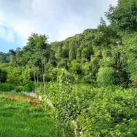 اجاره روزانه/هفتگی/ماهانه آپارتمان ۸۰ متری|اجارهٔ کوتاه‌مدت آپارتمان و سوئیت|رستم‌آباد, |دیوار