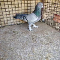 سبز هل پاپر و سینه تافته ای|پرنده|شیراز, رکنآباد|دیوار