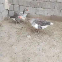 غاز