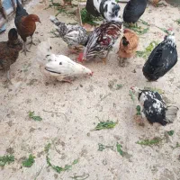 مرغ وخروس|حیوانات مزرعه|مهران (ایلام), |دیوار