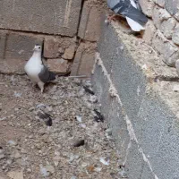 کبوتر بدرنگ|پرنده|زیباشهر, |دیوار