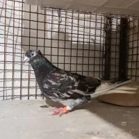 کبوتر.رنگی.دم سفید.سرور|پرنده|گنبد کاووس, |دیوار