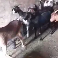 بز دورگ
