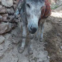 خر گله ای فروشی