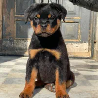 روتوایلر شجره فول تیمیتور