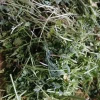 فروش ضایعات تازه سبزی مناسب خوراک دام (روزانه)