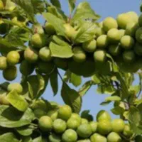 نهال گوجه سبز شهریاری|خدمات باغبانی و درختکاری|جهرم, |دیوار