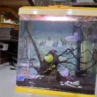 آکواریوم|ماهی|صدرا-فارس, فاز ۱|دیوار