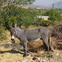 خر نر|حیوانات مزرعه|سپیدان, |دیوار