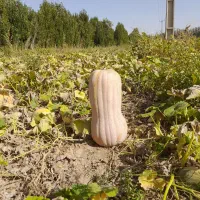 ۸تن کدو حلوایی درجه ۱