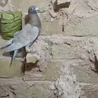 کفتر