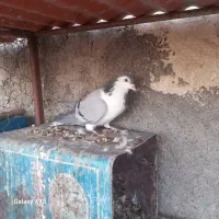 کبوتر بدرنگ پاک|پرنده|مبارکه, |دیوار