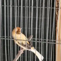 قناری نر|پرنده|شیراز, سلطان آباد|دیوار