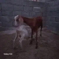 بز نژاد شیرا و یک زه و جمل زا فروشی