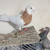 طوقی نر به ضمانت پرش و جوجه