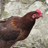 مرغ و خروس