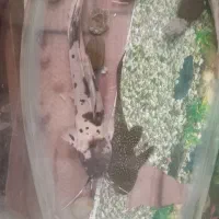 سه عدد ماهی تزعینی