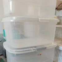 جانونی