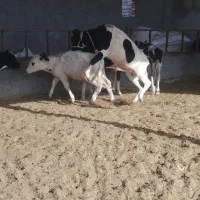 فروش انواع گوساله نر کوچک و بزرگ|حیوانات مزرعه|کرباسک, |دیوار