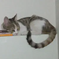 گربه DHS ماده عقیم واگذاری رایگان