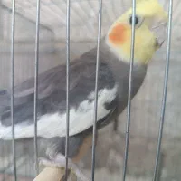 عروس هلندی|پرنده|بندر کنگان, |دیوار