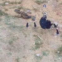 جوجه گلین