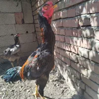مرغ و خروس لاری و جوجه لاری