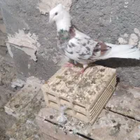نر شازده هما یا سرور