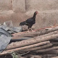 مرغ و خروس لاری