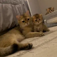 واگذاری بریتیش گلد چشم سبز