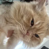 گربه با نژاد پرشین