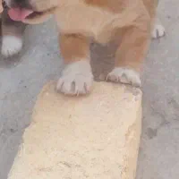 سگ پاکوتاه|سگ|کرمانشاه, |دیوار