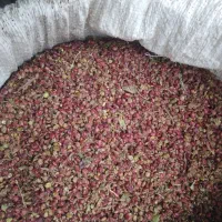 سماق کردستان