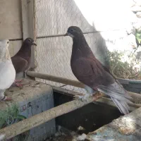 ۴ جفت کفتر نر و ماده آماده پرشی درجه یک|پرنده|نجفآباد, فردوسی شمالی|دیوار