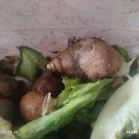 حلزون پرورشی 200تا300کوجک وبزرگ ریز درشت