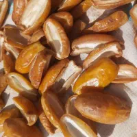 خرما فشرده مضافتی (جاهین )کپک مضافتی زردان|خوردنی و آشامیدنی|سراوان, |دیوار