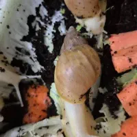 حلزون آلچاتینا