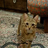 واگذاری گربه نر و ماده