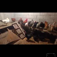 مرغ و خروس محلی ۲عدد خروس ۲۹عدد مرغ