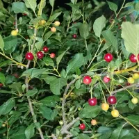 اجاره خانه ویلایی در دانسفهان