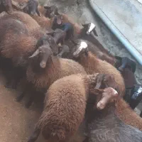 فروش بره نر وماده