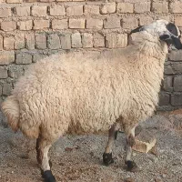 بره و گوساله