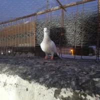 نر کوهی کاکولی